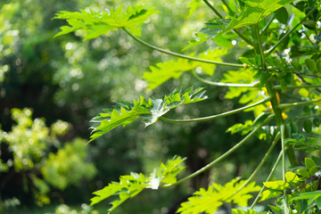  papaya tree