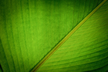 green leaf pattern texture background