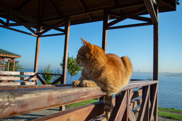 Ginger cat on park bench next to lake