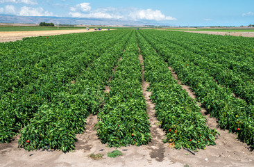 Fototapeta na wymiar Growing peppers on the field.