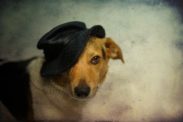 Portret psa w czapce. Pies spogląda w obiektyw. 