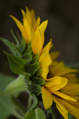 Fototapeta na wymiar side view close up of a sunflower