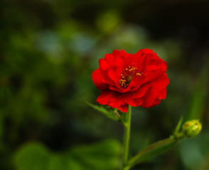 Single red geum flower against a soft focus background