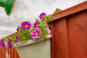 Freshly planted summer plants seen hanging on a painted wooden, garden fence. Dowsed with water from a watering can, the water can be seen overflowing the plant pot.