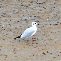 seagull on a beach of Noirmoutier Island, in the west of France, on the Atlantic coast