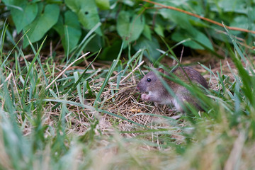 Little mouse eating corn in the grass