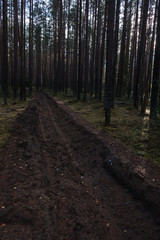 Fototapeta premium Autumn in a pine forest. Coniferous trees, green moss. It’s sunny.