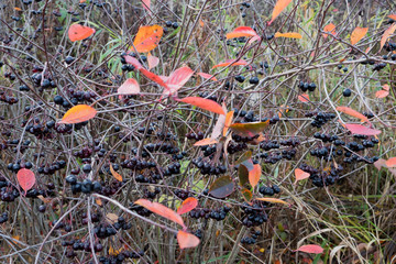 Autumn has come. Black berries on a branch. Black Rowan. Edible harvest. Useful foods with vitamins. Indigents for jam, tinctures. Forest, autumn, day