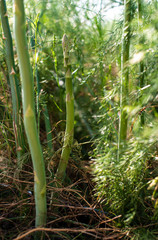 Asparagus in industrial farm.