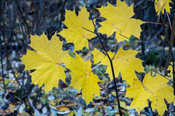Autumn has come, autumn is here. Yellow, crimson and colorful leaves on the branches of trees and shrubs. Bright, unusual colors of the leaves against the sky. Day, overcast, windy.