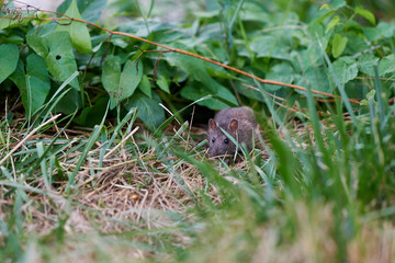 Naklejka na ściany i meble Little mouse hiding in the grass