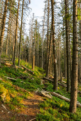 Path through the old forest, part of the fallen trees cut by lumberjacks to clear the passage.