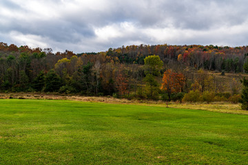 autumn landscape with trees