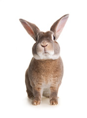 Fototapeta na wymiar Portrait of a cute domestic rabbit