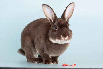 Nice brown domestic rabbit as pet
