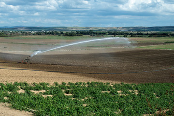 Fototapeta na wymiar Watering green plants and plowed soil. Newly planted agriculture land.