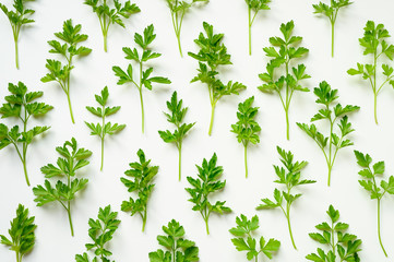 fresh organic parsley leaves arranged in a row on a white background