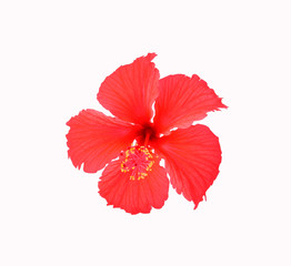 Red hibiscus flowers isolated on white background