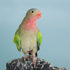 Princess parrot as pet animal