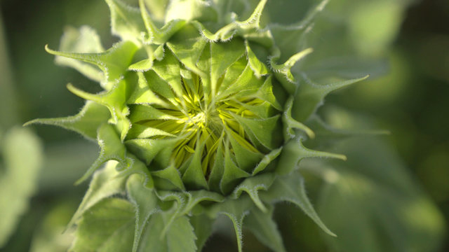 Sonnenblume geschlossen Makro kurz vor dem bl&uuml;hen