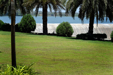 the most beautiful in the garden flower