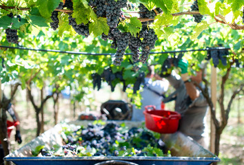 Workers picking red grapes.