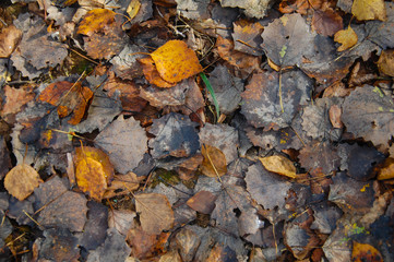 autumn leaves on the ground