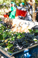 Workers picking red grapes.