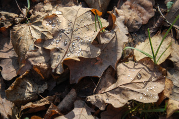 fallen autumn oak leaves with dew drops