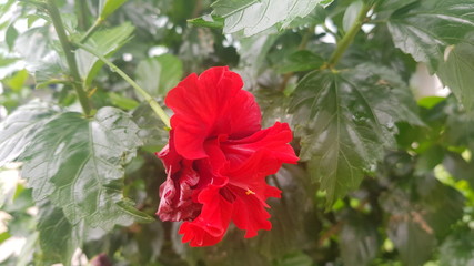 Natural beautiful red hibiscus flowers  