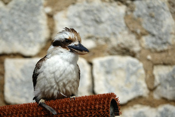 Martin Chasseur Géant d'Australie
