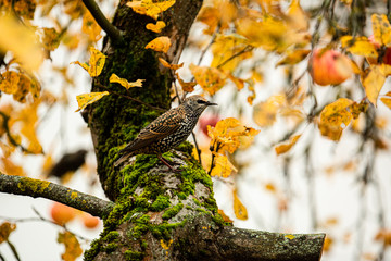 Bird enjoying autumn vibes on tree