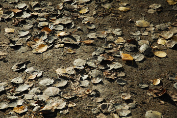 background of leaves