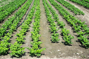 Growing Celery On Plantation. Celery plants in rows.