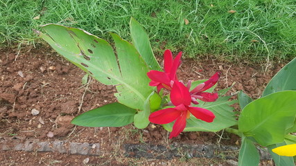 Red canna lily or Edible canna flower beautiful on a tree in the garden