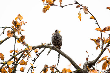 Bird enjoying autumn vibes on tree