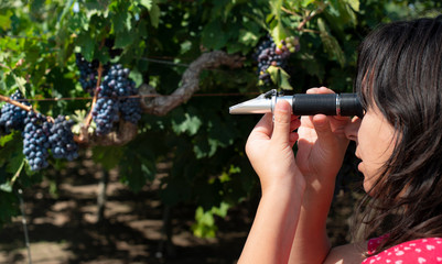 Farmer measures the sugar content of the grapes with refractometer.