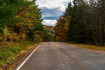road in the forest