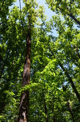 Fototapeta premium Nature of Ukraine