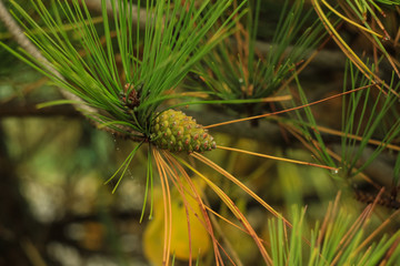 Beautiful young pine cones and needles on a branch. Bokeh blurred background.