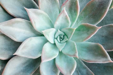 Fotobehang Cactus Echeveria succulent op een witte achtergrond