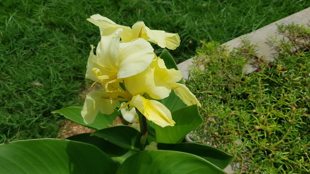Yellow canna lily or Edible canna flower beautiful on a tree in the garden
