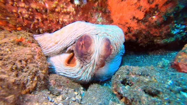 A large octopus peeking out of its den changes colors to match the surrounding environment.