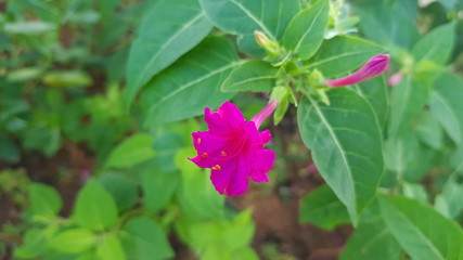 Obraz na płótnie Canvas A pink of Mirabilis jalapa flowers with green background