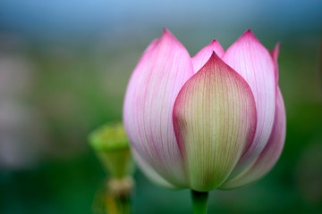 Fototapeta na wymiar Lotus bud close up