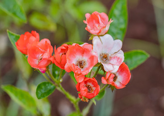 A beautiful roses after rain