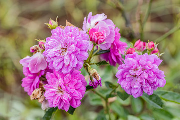 A beautiful roses after rain