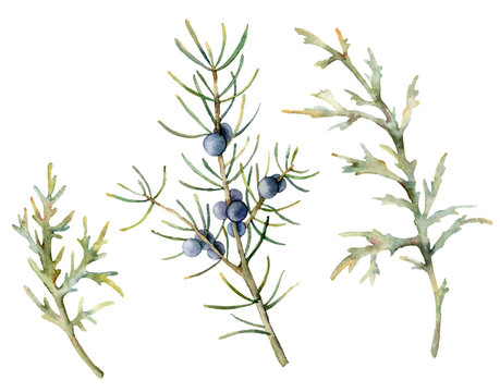 Watercolor Juniper Branches And Needles Set. Hand Painted Evergreen Branch With Blue Berries Isolated On White Background. Floral Illustration For Design, Print, Fabric Or Background. Botanical Set.