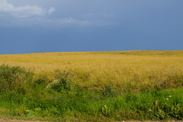 Endless cereal fields. Rural landscape in the summer.