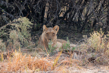 Lioness Resting in the Shade in Moremi Game Reserve